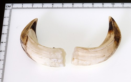 Bellissimi denti di - 2,