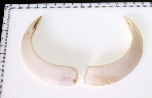 Bellissimi denti di - bellissimi,