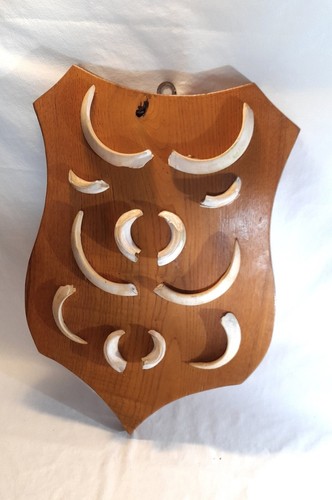 Trofeo zanne cinghiale su - trofeo,