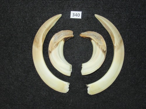 Pistola cinghiale - (n., 340)