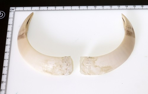Bellissimi denti di - denti,