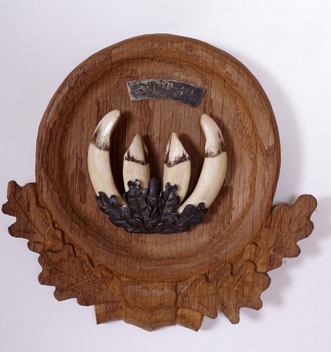 Bellissimi trofeo denti - trofeo,