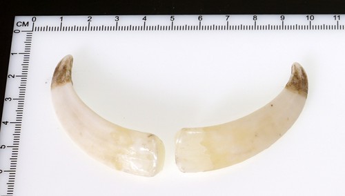 Bellissimi denti di - bellissimi,