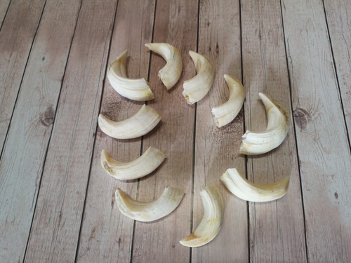 Denti cinghiale veri - 10,