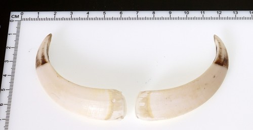 Bellissimi denti di - 2,