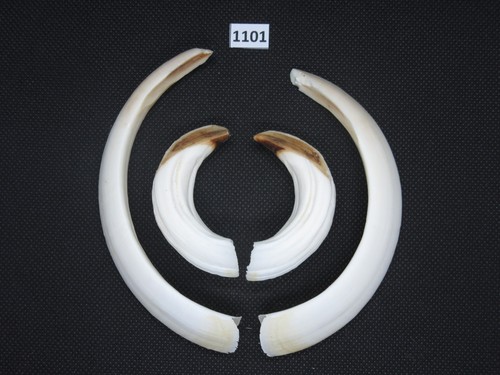Pistola cinghiale - (n., 1101)