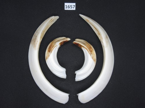 Wildschwein waffe - waffe, 1657)