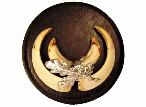 Trofeo con zanne - con,
