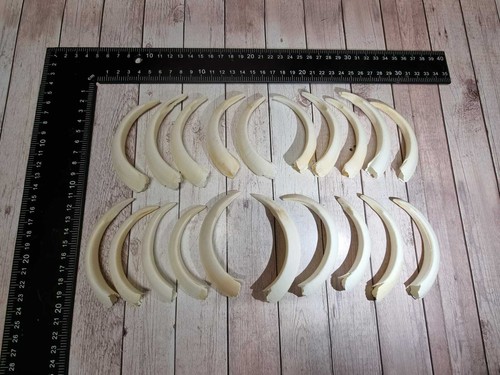 Top vero denti cinghiale - denti, di
