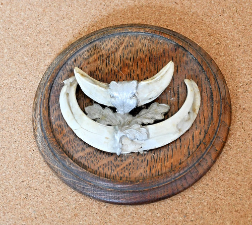Denti cinghiale trofeo di - cinghiale,,