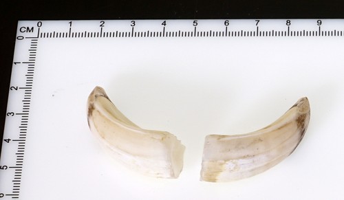 Bellissimi denti di - 2,