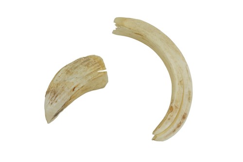 Denti cinghiale - di,