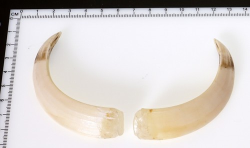 Bellissimi denti di - denti,