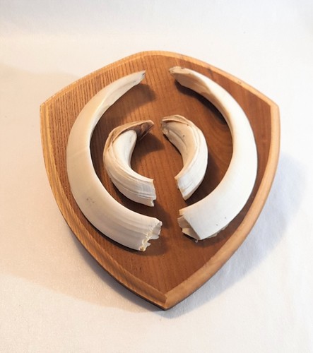 Trofeo zanne cinghiale su - trofeo,