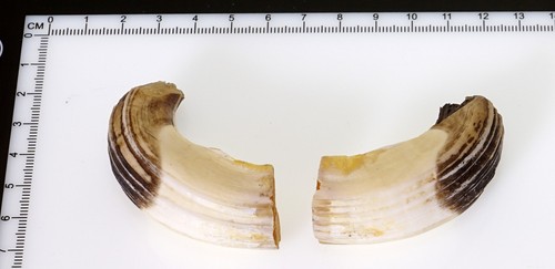 Bellissimi denti di - 2,