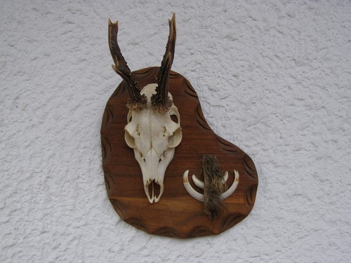 Denti cinghiale capriolo - cinghiale,