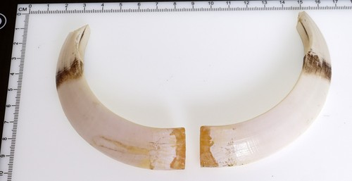 Bellissimi denti di - 2,