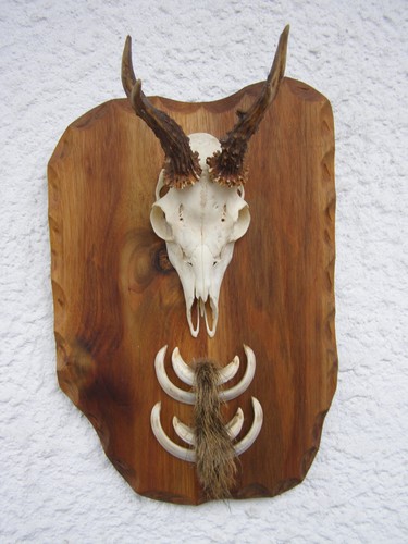 Denti cinghiale capriolo - di,