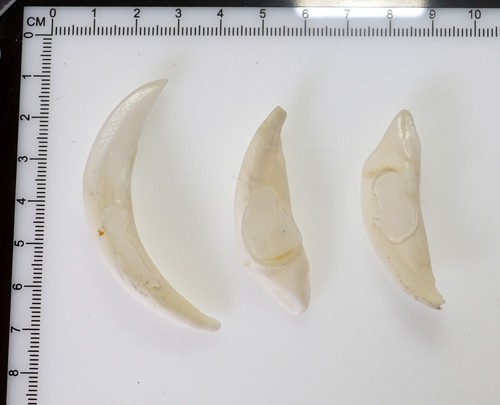 Bellissimi denti di - 3,