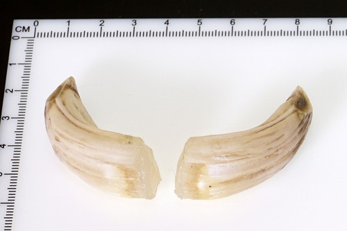 Bellissimi denti di - 2,