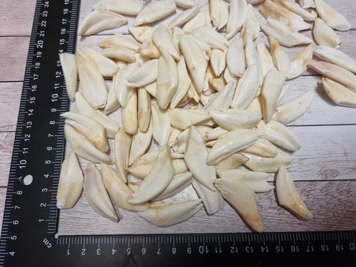 Top denti cinghiale vero - top,