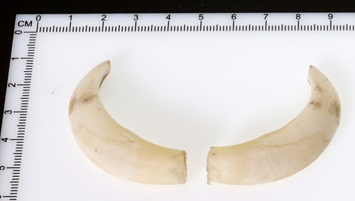 Bellissimi denti di - 2,