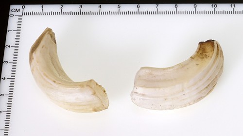 Bellissimi denti di - bellissimi,