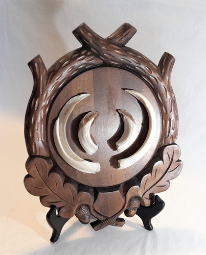 Trofeo zanne cinghiale su - trofeo, di