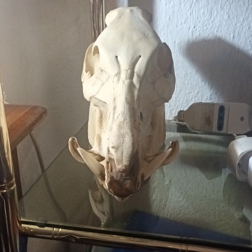 Teschio cinghiale con - di,