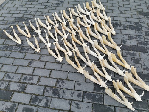 Cinghiale mandibola cranio