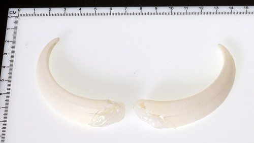 Bellissimi denti di - 2,
