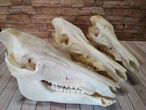 Teschio cinghiale scrofa - di,