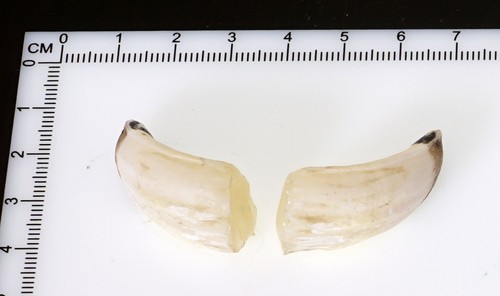 Bellissimi denti di - 2,