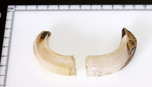 Bellissimi denti di - 2,