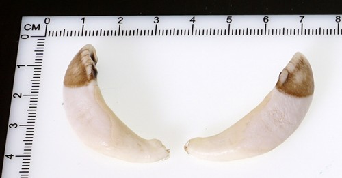 Bellissimi denti di - 2,
